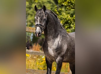 PRE Mestizo, Caballo castrado, 5 años, 165 cm, Tordo