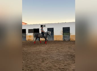 PRE, Caballo castrado, 5 años, 165 cm, Tordo