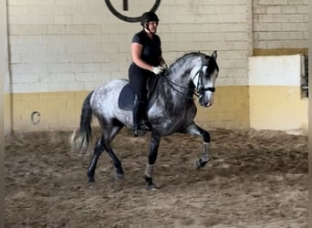 PRE Mestizo, Caballo castrado, 5 años, 165 cm, Tordo
