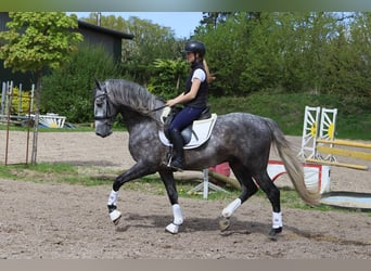 PRE Mestizo, Caballo castrado, 5 años, 165 cm, Tordo rodado