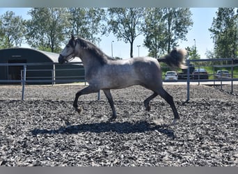 PRE, Caballo castrado, 5 años, 165 cm, Tordo ruano