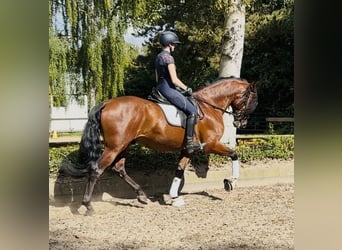 PRE, Caballo castrado, 5 años, 166 cm, Castaño