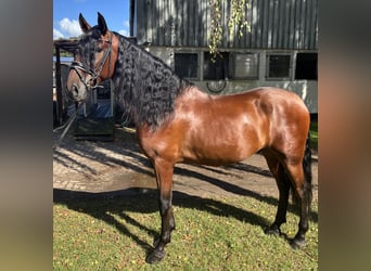 PRE, Caballo castrado, 5 años, 166 cm, Castaño