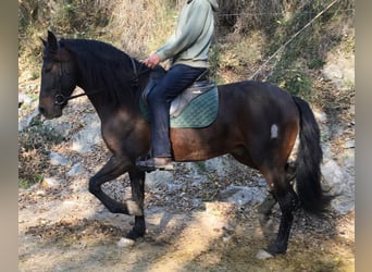 PRE Mestizo, Caballo castrado, 5 años, 166 cm, Castaño oscuro