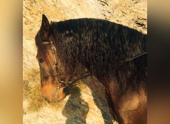 PRE Mestizo, Caballo castrado, 5 años, 166 cm, Castaño oscuro