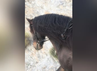 PRE Mestizo, Caballo castrado, 5 años, 166 cm, Castaño oscuro