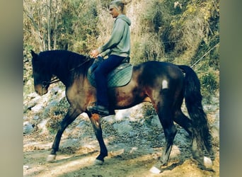 PRE Mestizo, Caballo castrado, 5 años, 166 cm, Castaño oscuro