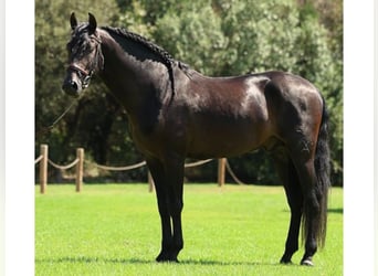 PRE Mestizo, Caballo castrado, 5 años, 166 cm, Negro