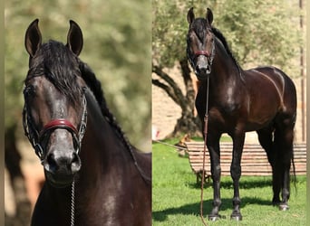 PRE Mestizo, Caballo castrado, 5 años, 166 cm, Negro