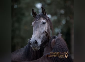 PRE, Caballo castrado, 5 años, 166 cm, Tordillo negro