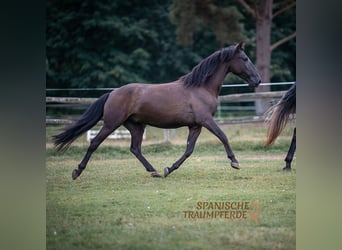 PRE, Caballo castrado, 5 años, 166 cm, Tordillo negro