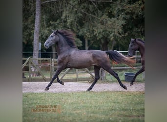 PRE, Caballo castrado, 5 años, 166 cm, Tordillo negro