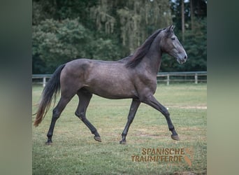 PRE, Caballo castrado, 5 años, 166 cm, Tordillo negro