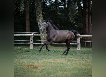 PRE, Caballo castrado, 5 años, 166 cm, Tordillo negro