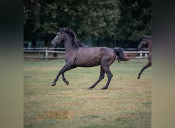 PRE, Caballo castrado, 5 años, 166 cm, Tordillo negro