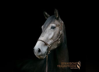 PRE Mestizo, Caballo castrado, 5 años, 166 cm, Tordillo negro