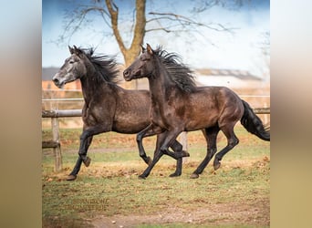 PRE Mestizo, Caballo castrado, 5 años, 166 cm, Tordillo negro