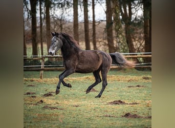 PRE Mestizo, Caballo castrado, 5 años, 166 cm, Tordillo negro