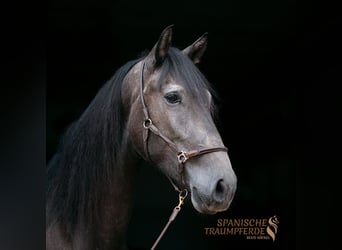 PRE Mestizo, Caballo castrado, 5 años, 166 cm, Tordillo negro