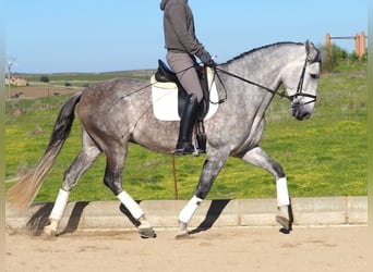 PRE Mestizo, Caballo castrado, 5 años, 166 cm, Tordo