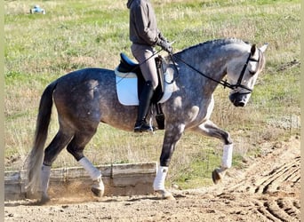 PRE Mestizo, Caballo castrado, 5 años, 166 cm, Tordo