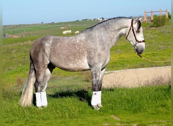 PRE Mestizo, Caballo castrado, 5 años, 166 cm, Tordo