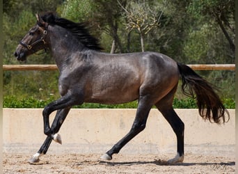 PRE, Caballo castrado, 5 años, 166 cm, Tordo