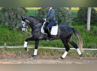 PRE Mestizo, Caballo castrado, 5 años, 166 cm, Tordo