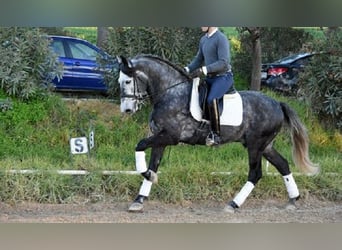 PRE Mestizo, Caballo castrado, 5 años, 166 cm, Tordo