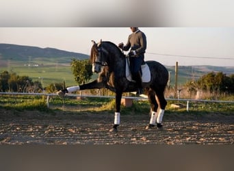 PRE Mestizo, Caballo castrado, 5 años, 166 cm, Tordo