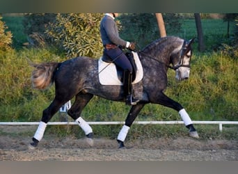 PRE Mestizo, Caballo castrado, 5 años, 166 cm, Tordo