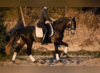 PRE Mestizo, Caballo castrado, 5 años, 166 cm, Tordo