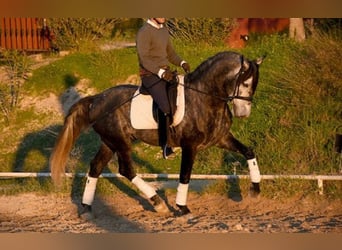 PRE Mestizo, Caballo castrado, 5 años, 166 cm, Tordo