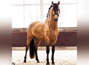 PRE Mestizo, Caballo castrado, 5 años, 167 cm, Buckskin/Bayo