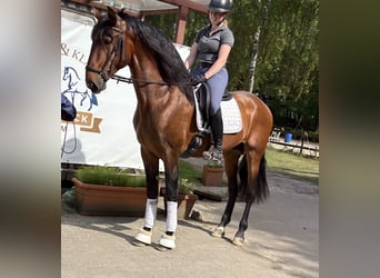 PRE Mestizo, Caballo castrado, 5 años, 167 cm, Castaño