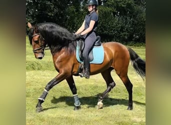 PRE Mestizo, Caballo castrado, 5 años, 167 cm, Castaño