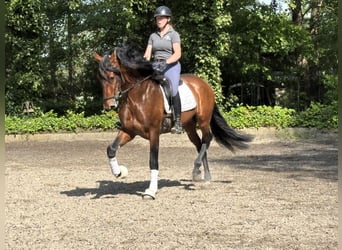 PRE Mestizo, Caballo castrado, 5 años, 167 cm, Castaño