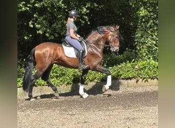PRE Mestizo, Caballo castrado, 5 años, 167 cm, Castaño