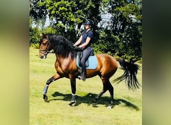 PRE Mestizo, Caballo castrado, 5 años, 167 cm, Castaño