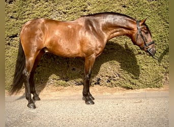 PRE Mestizo, Caballo castrado, 5 años, 167 cm, Castaño
