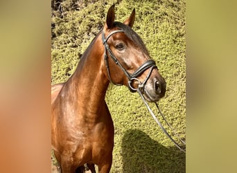 PRE Mestizo, Caballo castrado, 5 años, 167 cm, Castaño