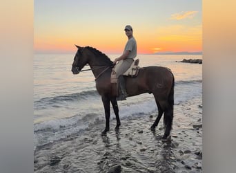 PRE, Caballo castrado, 5 años, 167 cm, Castaño