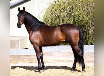 PRE, Caballo castrado, 5 años, 167 cm, Castaño oscuro