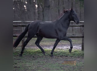 PRE Mestizo, Caballo castrado, 5 años, 167 cm, Negro