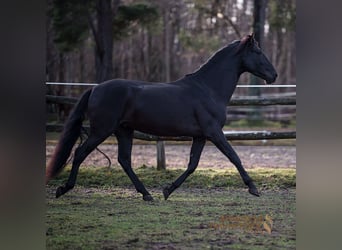 PRE Mestizo, Caballo castrado, 5 años, 167 cm, Negro