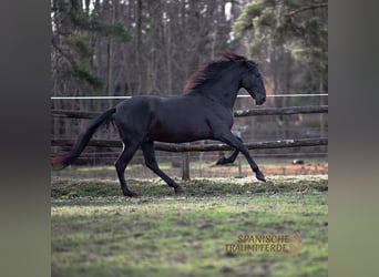 PRE Mestizo, Caballo castrado, 5 años, 167 cm, Negro