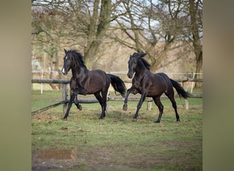 PRE Mestizo, Caballo castrado, 5 años, 167 cm, Negro