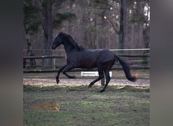 PRE Mestizo, Caballo castrado, 5 años, 167 cm, Negro