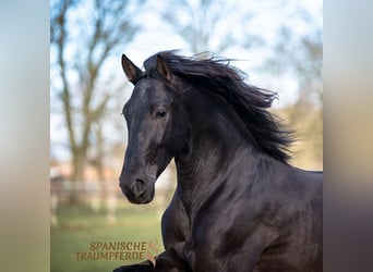 PRE Mestizo, Caballo castrado, 5 años, 167 cm, Negro