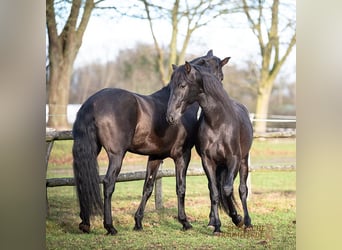 PRE Mestizo, Caballo castrado, 5 años, 167 cm, Negro